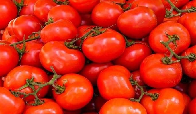 وزارة الزراعة تكشف أسباب ارتفاع أسعار الطماطم
